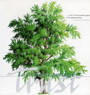 Arbre Gingko