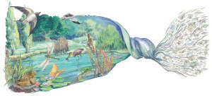 Biodiversité