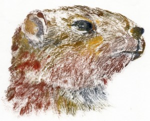 Marmotte
