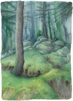 Forêt de Chorsin 3