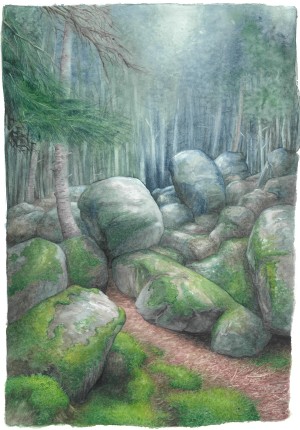 Forêt de Chorsin 2